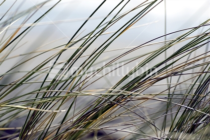 Closeup of beach grasses in the wind, New Zealand.