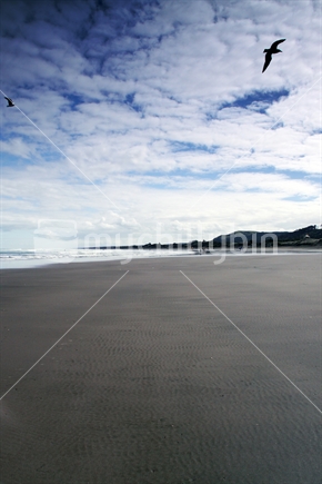 Muriwai Beach, Auckland