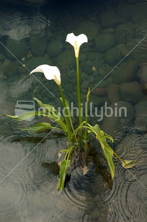 Image of Lily plant in water with reflections