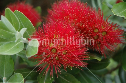 Red blossoming flowers of pohutukawa, New Zealand Christmas tree

