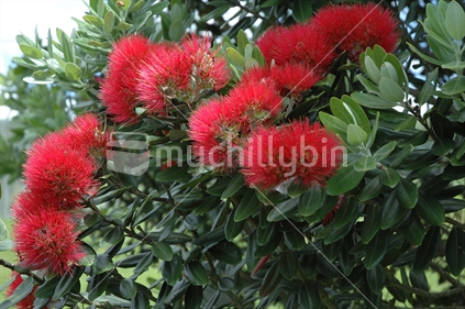 Red blossoming flowers of Pohutukawa, New Zealand Christmas tree

