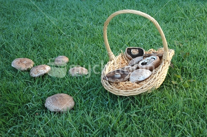 Fresh appetizing mushrooms in a basket on grass with dew

