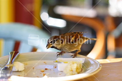 Sparrow bird eating crumbs off an empty plate