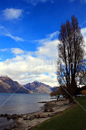 Tall Tree silhouetted against Lake Wakatipu Queenstown, South island