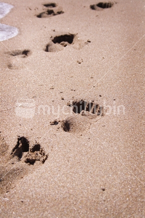Footprints, Tairua Beach, Coromandel