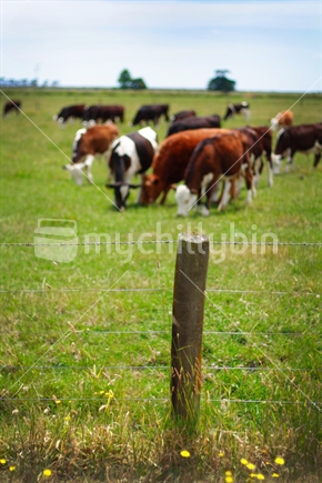 Farm, Fence and Cows