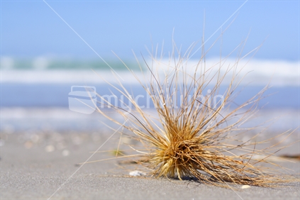 Marram grass on Omaha Beach