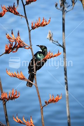 New Zealand native Tui sitting in a flax