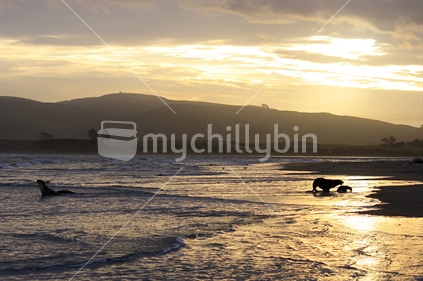 Sea lions at sunset, Catlins, South Island