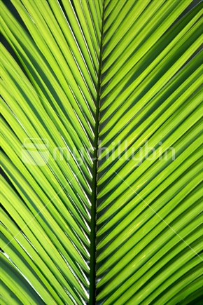 Palm leave