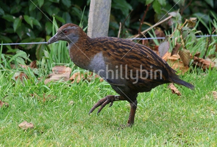 The Weka - well known Poverty Bay bird. Familiar  'coo-eet' cry!