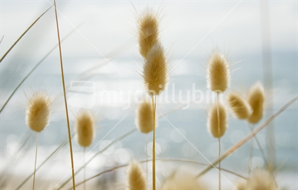 Focusing on beach grasses with ocean in background on summer morning