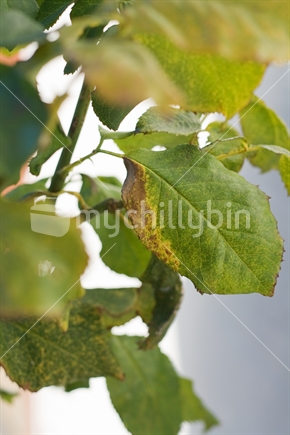 Rose leaf showing plant disease
