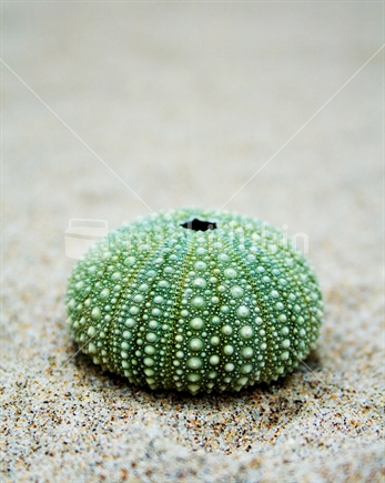 Single Kina shell on dry sand, New Zealand