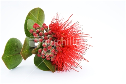 Red on white; NZ Pohutukawa Flower