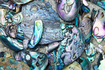 Scattered Paua shell on sand