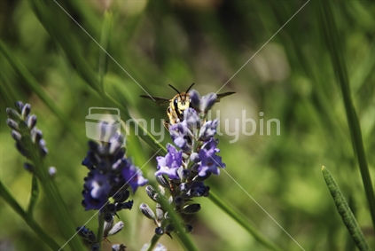 Bee rests on and pollinates a lavender flower