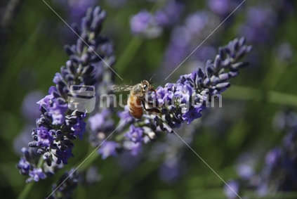 Bee pollinates a lavender flower