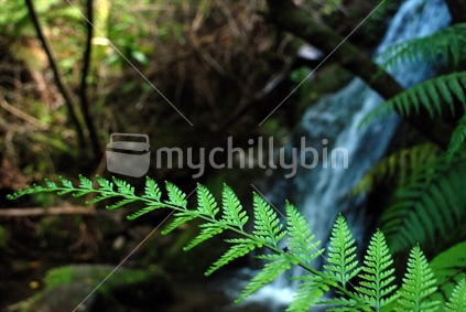 A clean waterfall with ferns in Abel Tasman National Park, New Zealand