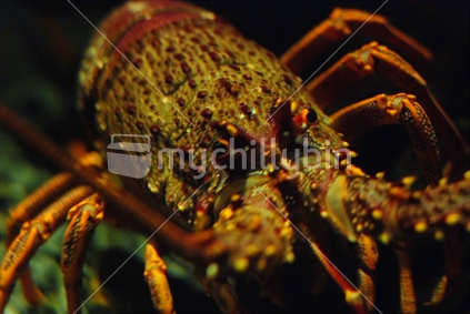 A closeup of a lobster/crayfish
 
