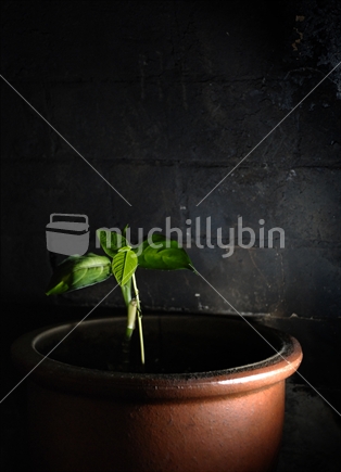 Lush potted indoor plant