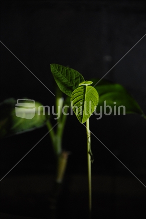 Delicate plant leaves