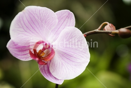 A single pink orchid