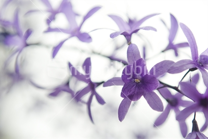 A high-key stem of purple flowers