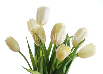 Eight white tulips on a white background