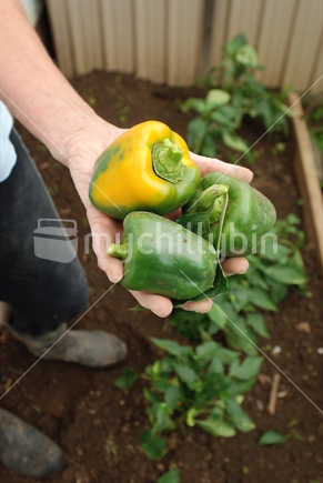 Fresh capsicums in womans hand over garden