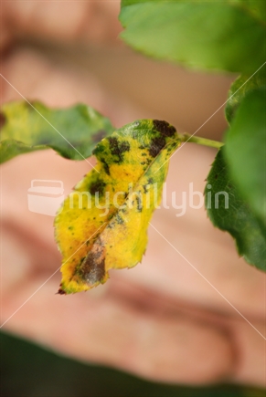 A rose bush diseased with black spot