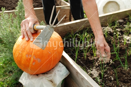 A large pumpkin with a hand spreading fertilizer
