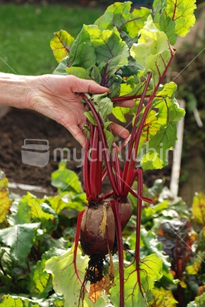 Fresh beetroot being held up by a gardeners hand