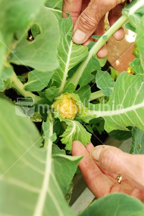 A young "orange" cauliflower being displayed by a gardener