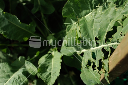 Broccoli leaves damaged by pests