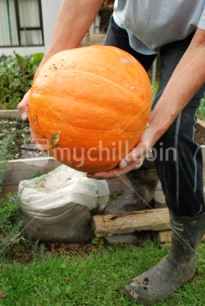 A large orange pumpkin