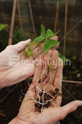 Oxalis weed that has been uprooted