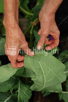 A woman folds cauliflower leaves over to protect from damage