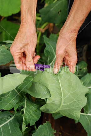 A woman folds cauliflower leaves over and pegs them together to protect from damage