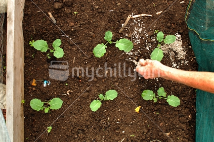 Baby broccoli and cauliflower being fertilized