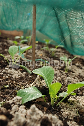 Young cauliflower and broccoli plants under a shade mesh with fertiliser