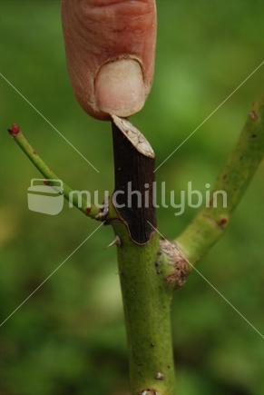 A finger indicated direction of moisture for dieback on a rose bush