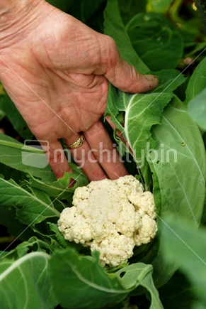 Gardener displays a white cauliflower head