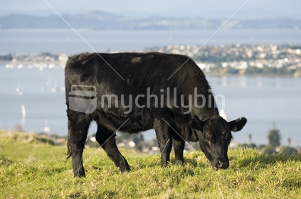 A calf eats with a harbour in the background, New Zealand
