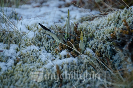 Alpine plants covered in snow