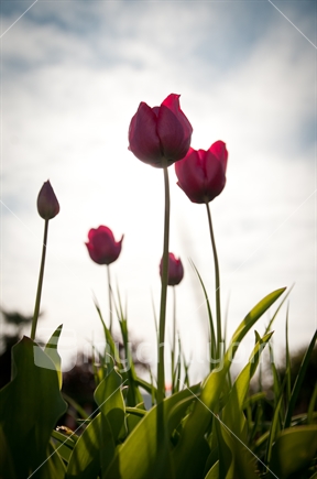 Pink tulips against a bright sky