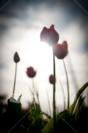 Pink tulips against a bright sky with sun flare