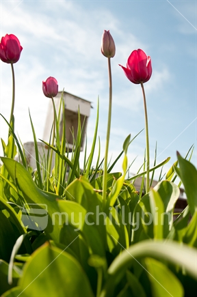 Pink tulips against a bright sky with mailbox