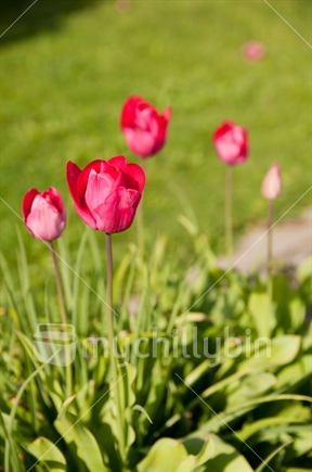 pink tulips in a suburban garden