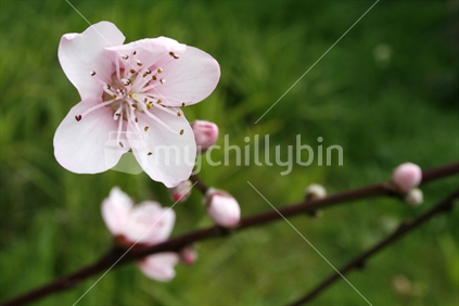 Spring peach blossom